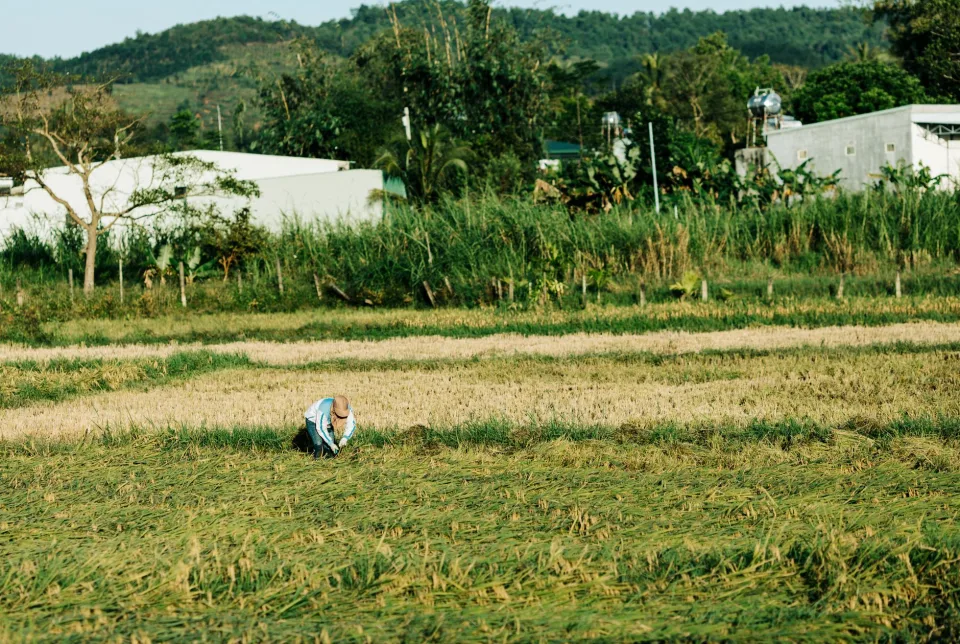 Kho gạo của Trương Xuân Hạng